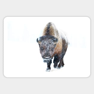 Buffalo in winter Sticker